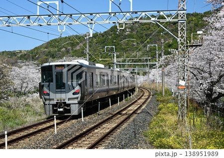 山中渓　紀州街道の宿場　約1000本の見事な桜並木　阪和線山中渓駅 138951989