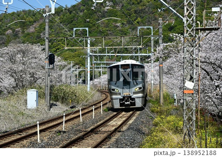 山中渓　紀州街道の宿場　約1000本の見事な桜並木　阪和線山中渓駅 138952188