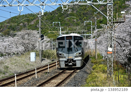 山中渓　紀州街道の宿場　約1000本の見事な桜並木　阪和線山中渓駅 138952189