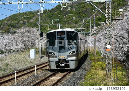山中渓　紀州街道の宿場　約1000本の見事な桜並木　阪和線山中渓駅 138952191