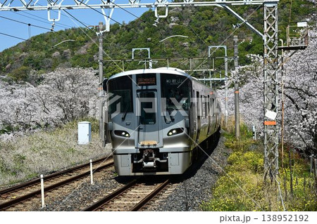 山中渓　紀州街道の宿場　約1000本の見事な桜並木　阪和線山中渓駅 138952192