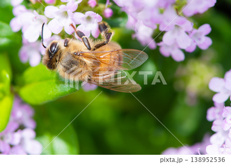 ピンク色の花の蜜を集めるミツバチ 138952536