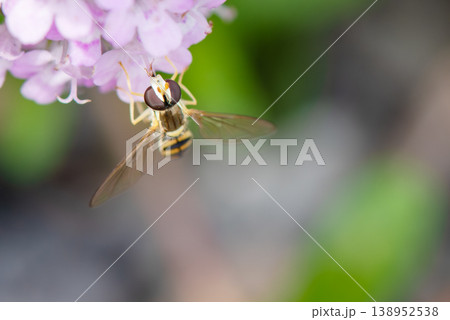 ピンク色の小さな花にとまり吸蜜するヒラタアブ ピンク色の小さな花にとまり吸蜜するヒラタアブ 138952538
