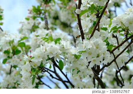 満開の姫りんごの白い花の蜜を求めて飛び交う蜜蜂 138952767