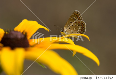 butterfly, flower butterfly, flower 138953152
