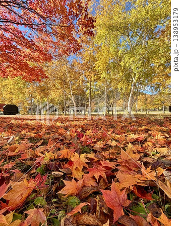 紅葉した落ち葉 138953179