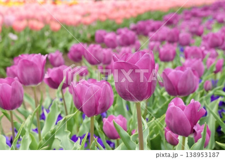 美しいチューリップの花 濃ピンク色 美しいチューリップの花 濃ピンク色 138953187