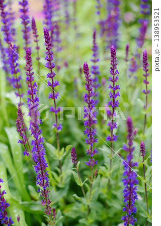 Group of Blue Salvia Blauhuegel Flowers in Summer Garden Group of Blue Salvia Blauhuegel Flowers in Summer Garden 138953521