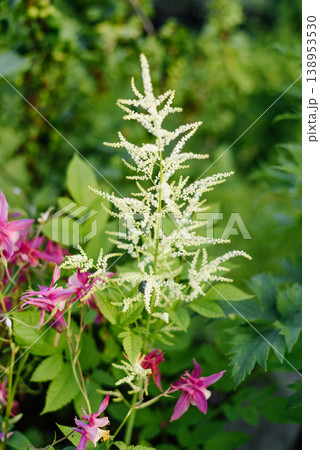 White Aruncus Panicle and Pink Aquilegia in Garden White Aruncus Panicle and Pink Aquilegia in Garden 138953530