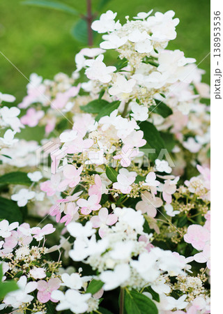 Panicle Hydrangea Wim's Red with Pink Tinted Blossoms Panicle Hydrangea Wim's Red with Pink Tinted Blossoms 138953536