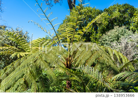 Lush green tree ferns under a bright blue sky Lush green tree ferns under a bright blue sky 138953666