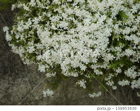 白い花のシバザクラ 白い花のシバザクラ 138953830