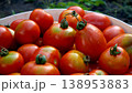 A lot of red ripe freshly picked tomatoes in a bucket in the garden 138953883