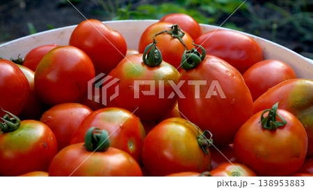 A lot of red ripe freshly picked tomatoes in a bucket in the garden A lot of red ripe freshly picked tomatoes in a bucket in the garden 138953883