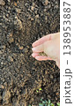 Woman's hand sowing small seeds into prepared soil in a garden. 138953887