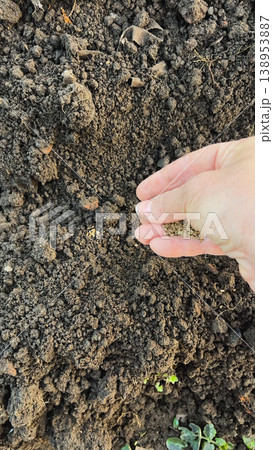 Woman's hand sowing small seeds into prepared soil in a garden. 138953887
