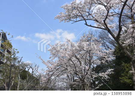 遊歩道の桜 138953898