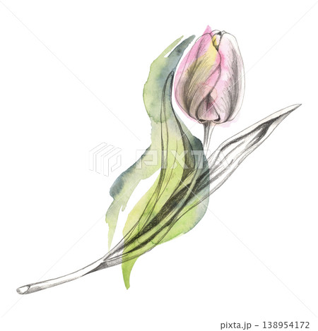 Pastel tulip flower head, stem with leaves, bulb plant. Botanical hand drawn art with pencil outline and expressive watercolor wash. Bridal shower invitations, wedding envelopes, romantic journaling Pastel tulip flower head, stem with leaves, bulb plant. Botanical hand drawn art with pencil outline and expressive watercolor wash. Bridal shower invitations, wedding envelopes, romantic journaling 138954172