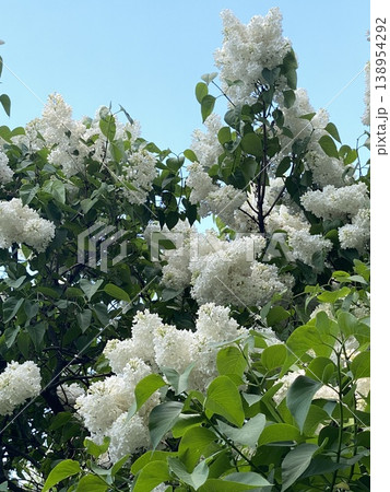 White lilac flowers blossoming on tree branches against clear blue sky, suitable for background 138954292