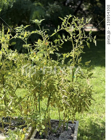 Tomato plants growing in sunny garden with vibrant green leaves as natural background Tomato plants growing in sunny garden with vibrant green leaves as natural background 138954308
