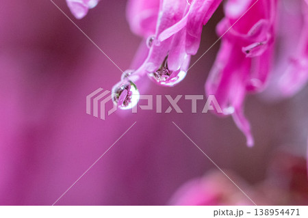 水滴がついたピンクのトキワマンサクの花 水滴がついたピンクのトキワマンサクの花 138954471
