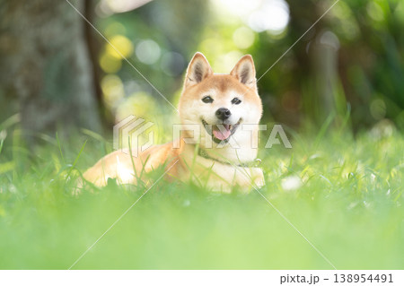 木陰で休む柴犬　可愛い柴犬　柴犬茜 138954491