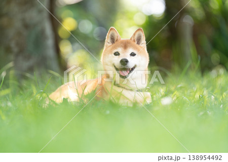 木陰で休む柴犬 可愛い柴犬 柴犬茜 木陰で休む柴犬 可愛い柴犬 柴犬茜 138954492