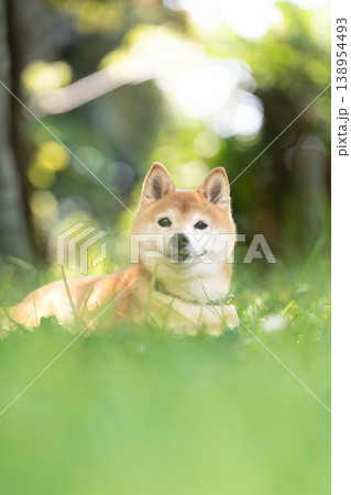 木陰で休む柴犬　可愛い柴犬　柴犬茜 138954493