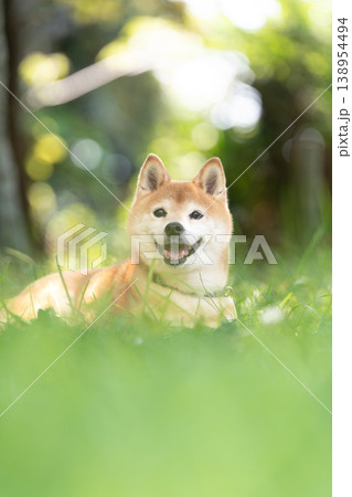 木陰で休む柴犬 可愛い柴犬 柴犬茜 木陰で休む柴犬 可愛い柴犬 柴犬茜 138954494