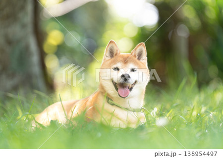 木陰で休む柴犬　可愛い柴犬　柴犬茜 138954497