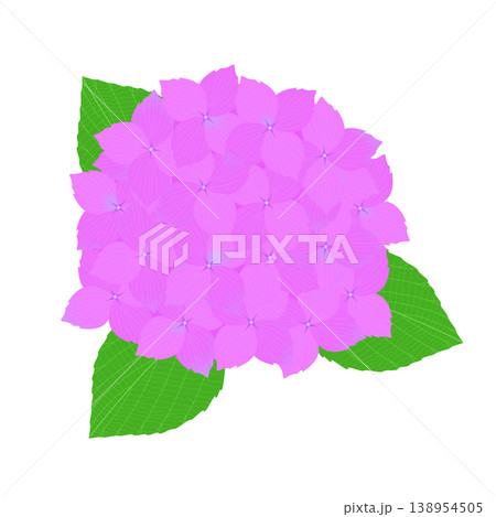 紫陽花のイラスト 紫陽花のイラスト 138954505