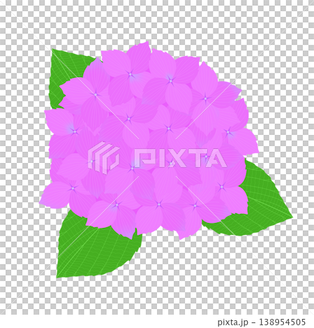 繡球花的插圖 138954505