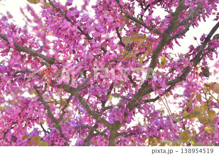 チュイルリー公園に咲くセイヨウハナズオウ(Arbre de Judée) パリ 2026年4月6日 チュイルリー公園に咲くセイヨウハナズオウ(Arbre de Judée) パリ 2026年4月6日 138954519