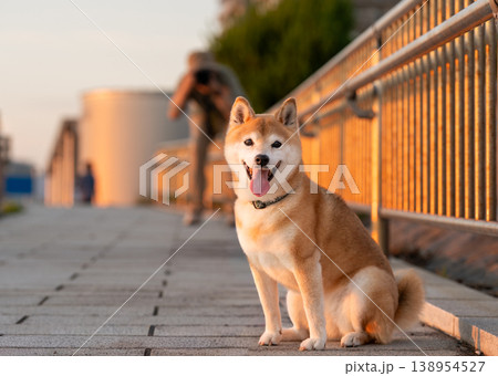 お座りする柴犬　可愛い柴犬　柴犬茜 138954527