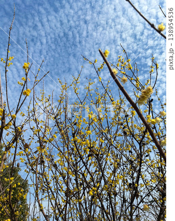 Low angle view of thin brown branches blooming with small yellow flowers against a blue sky with textured white clouds for spring nature and botany themes. Low angle view of thin brown branches blooming with small yellow flowers against a blue sky with textured white clouds for spring nature and botany themes. 138954536