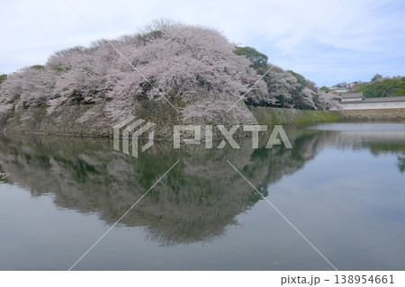 桜の花咲く彦根城の堀と天守閣 138954661