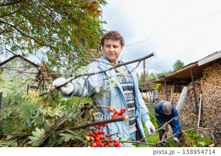 Man farmer checking harvest of rowan berry in garden. Worker caring for tree at autumn season. Agriculture and rural lifestyle concept. Seasonal outdoor activity at smallholding. Man farmer checking harvest of rowan berry in garden. Worker caring for tree at autumn season. Agriculture and rural lifestyle concept. Seasonal outdoor activity at smallholding. 138954714
