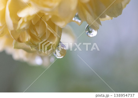 水滴がついたモッコウバラの花 水滴がついたモッコウバラの花 138954737