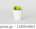 Minimal White Pot with Fresh Green Grass Plant on Clean Background 138954863