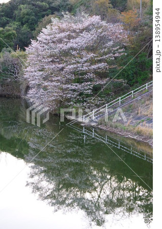 兵庫県淡路市 河内ダムの湖沿いに咲く満開の桜 兵庫県淡路市 河内ダムの湖沿いに咲く満開の桜 138954944