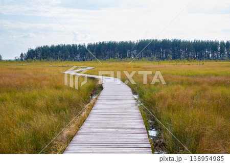 Wooden boardwalk winding through autumn wetland moorland. Ecological trail path across grassy swamp with pine forest background. Outdoor nature recreation area for hiking and tourism. Wooden boardwalk winding through autumn wetland moorland. Ecological trail path across grassy swamp with pine forest background. Outdoor nature recreation area for hiking and tourism. 138954985