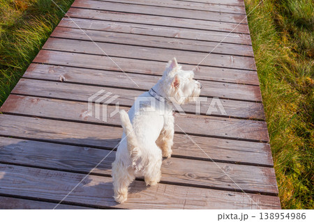 West Highland white terrier dog standing on wooden boardwalk in nature. Scottish terrier walking on eco path through wetland trail. Pet hiking and outdoor activity in sunny summer environment. 138954986