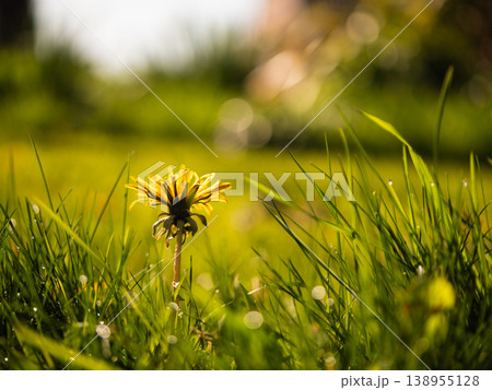 Solitary yellow dandelion flower in spring grass dew Solitary yellow dandelion flower in spring grass dew 138955128