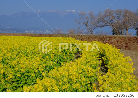 菜の花畑と雪山の早春イメージ風景 菜の花畑と雪山の早春イメージ風景 138955256