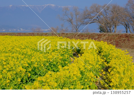菜の花畑と雪山の早春イメージ風景 菜の花畑と雪山の早春イメージ風景 138955257
