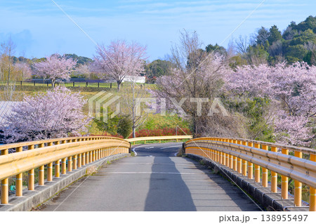 満開の桜と青空が広がるのどかな田舎道の風景 満開の桜と青空が広がるのどかな田舎道の風景 138955497