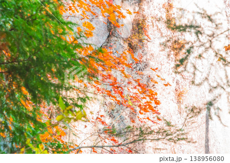 【日本の滝百選】晩秋の寂地峡五龍の滝2　龍頭の滝手前の絶壁と紅葉　山口県岩国市 138956080