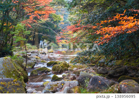 【日本の滝百選】晩秋の寂地峡五龍の滝　滝の下流域の風景1　山口県岩国市 138956095