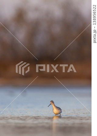 Common greenshank searching for food in shallow water 138956522