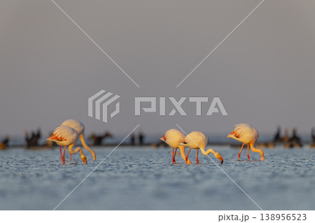 Greater flamingos foraging in shallow water at golden hour 138956523